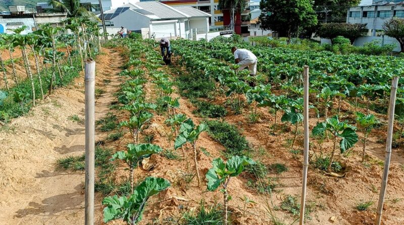 ‘Programa Mãos à Horta’ tem colheita farta em Itaperuna