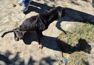 Cães vítimas de maus-tratos são resgatados em Pádua