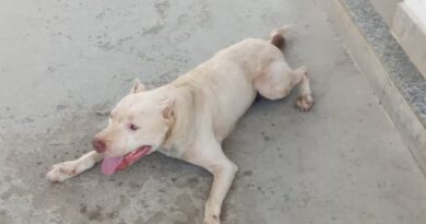 Cachorro é visto perdido em Itaperuna