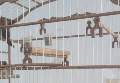 Homem furta gaiola com pássaro, fica preso em grade e acaba detido em Itaperuna