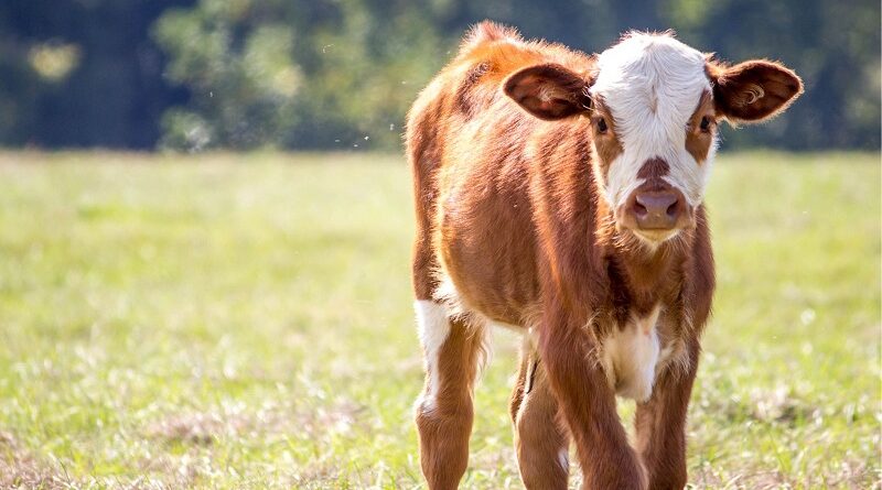 Secretaria de Estado de Agricultura intensifica ações de conscientização sobre a Brucelose