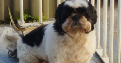 Moradora de Itaperuna procura por cachorro desaparecido