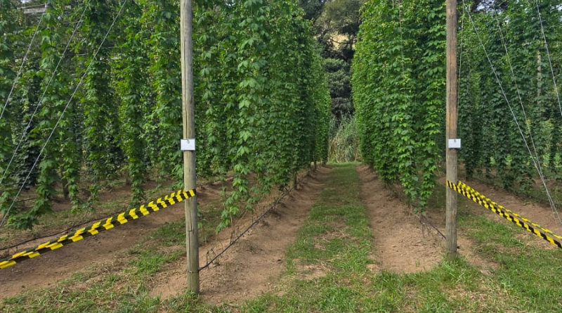 Pesquisa sobre lúpulo, paisagem rural e turismo cervejeiro aponta novos caminhos para o turismo fluminense