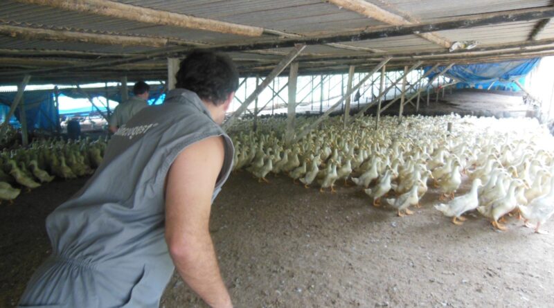 Secretaria de Estado de Agricultura promove Treinamento em Emergência Sanitária Avícola