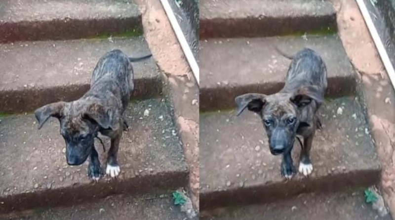 Cachorro filhote está desaparecido em Itaperuna