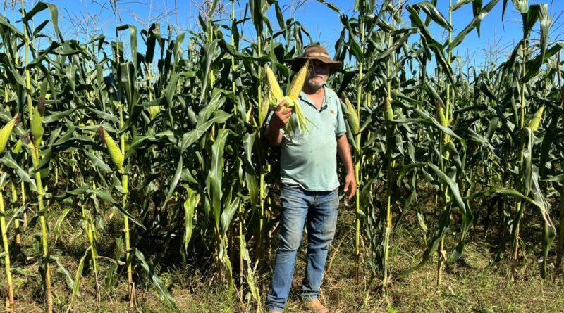 Milho fluminense abastece os arraiás e fortalece a agricultura do estado