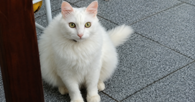 Idosa procura gata desaparecida em Itaperuna